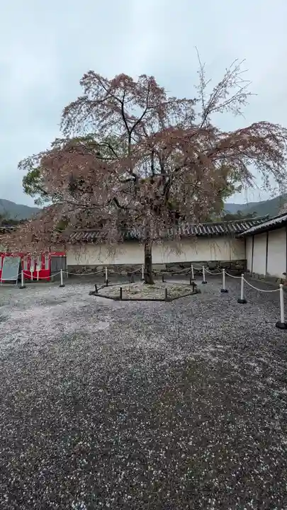 醍醐寺(京都府)
