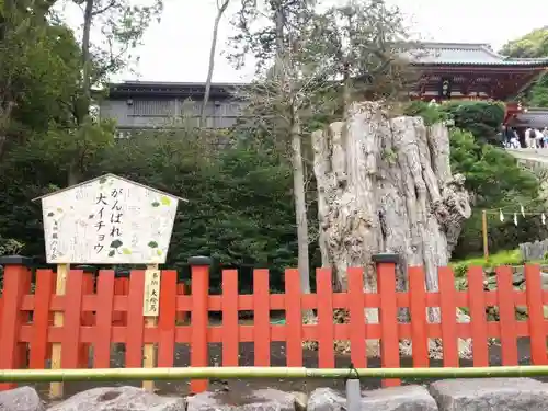 鶴岡八幡宮の自然