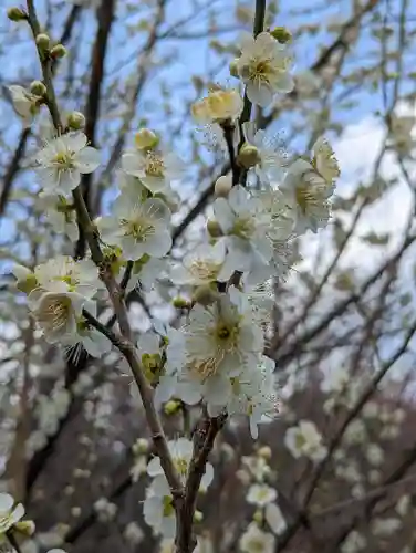 梅宮大社(京都府)