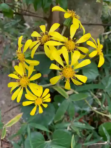 豊景神社の自然