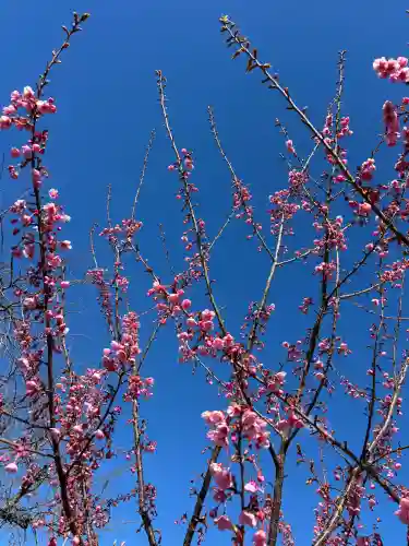 桜神宮の{uncategorized: "未分類", other: "その他", undefined: "問題あり", building: "その他建物", grave: "お墓", sacred_gate: "鳥居", guardian: "狛犬", statue: "像", buddha: "仏像", history: "歴史", nature: "自然", garden: "庭園", animal: "動物", pagoda: "塔", temizu: "手水舎", mountain_gate: "山門・神門", sanctuary: "本殿・本堂", subordinate: "末社・摂社", art: "芸術", scenery: "景色", jizo: "地蔵", ema: "絵馬", goshuin: "御朱印", omikuji: "おみくじ", items: "授与品その他", amulet: "お守り", goshuincho: "御朱印帳", eats: "食事", festival: "お祭り", votive_dance: "神楽", shichigosan: "七五三参", wedding: "結婚式", experience: "体験その他", initially: "初詣", around: "周辺", anti_infection: "感染症対策"}