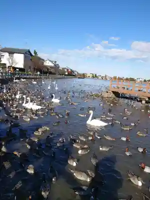 水原八幡宮の動物