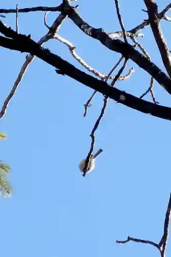 帯廣神社の動物