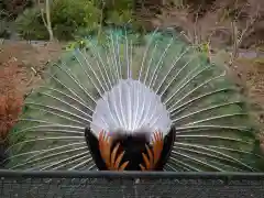 楽法寺（雨引観音）の動物