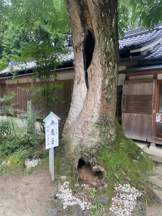 葛城一言主神社の自然