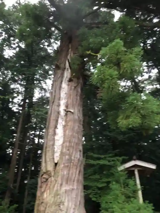 比々岐神社の自然