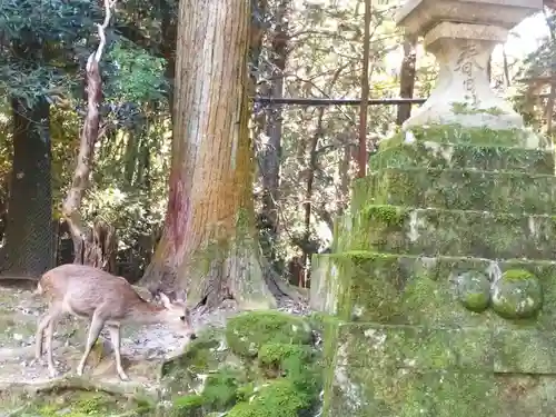 春日大社(奈良県)