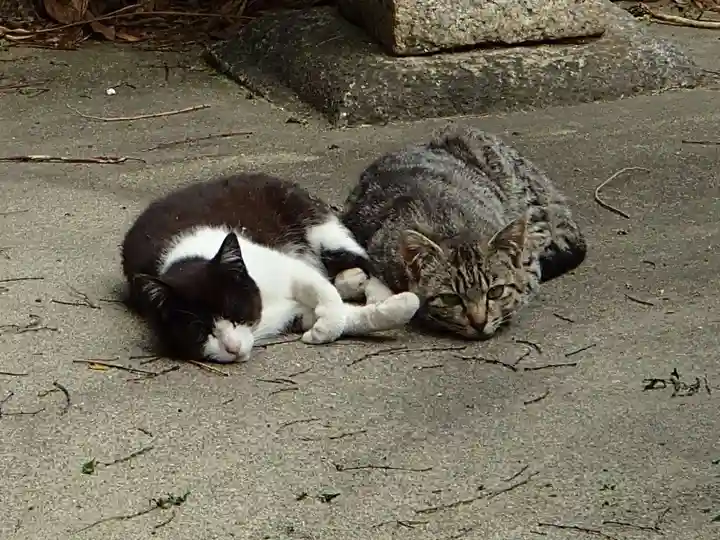 天王坊稲荷神社の動物