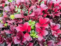 祠(大雪神社奥の院)(北海道)