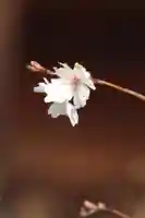 国宝 大法寺の自然