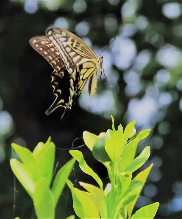 三津厳島神社の動物