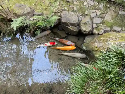 青蓮院門跡の動物