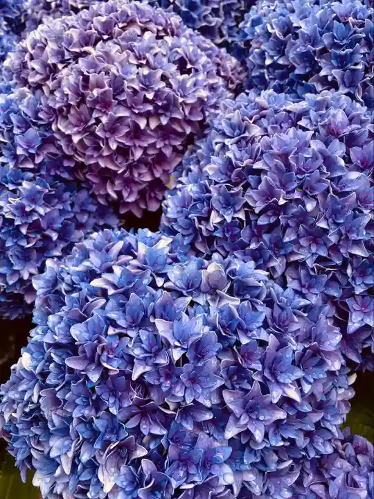 長谷寺(奈良県)