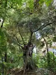 玉林寺の自然