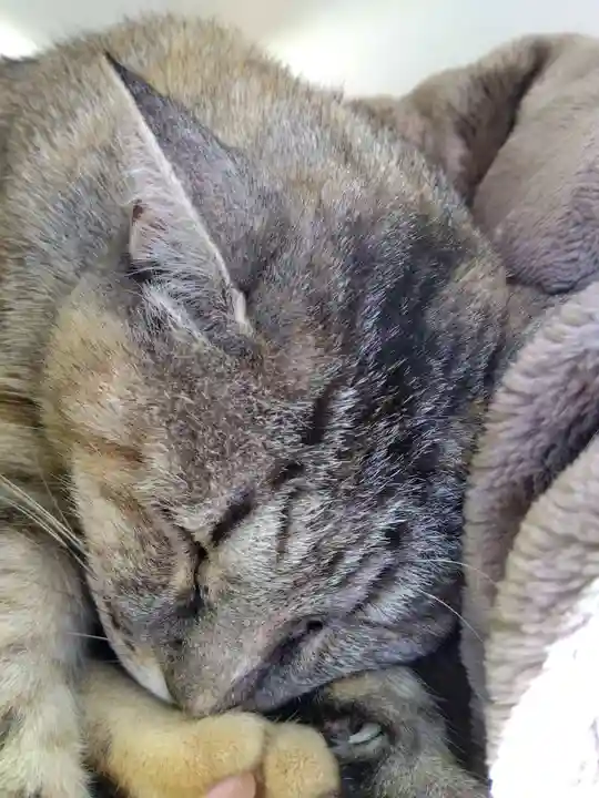 御誕生寺(猫寺)(福井県)