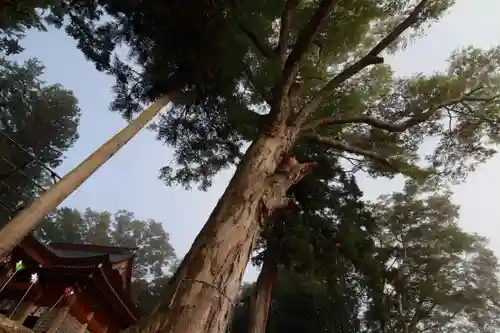 阿久津「田村神社」（郡山市阿久津町）旧社名：伊豆箱根三嶋三社の自然