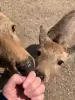 春日大社(奈良県)