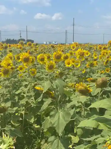 下野 星宮神社の{uncategorized: "未分類", other: "その他", undefined: "問題あり", building: "その他建物", grave: "お墓", sacred_gate: "鳥居", guardian: "狛犬", statue: "像", buddha: "仏像", history: "歴史", nature: "自然", garden: "庭園", animal: "動物", pagoda: "塔", temizu: "手水舎", mountain_gate: "山門・神門", sanctuary: "本殿・本堂", subordinate: "末社・摂社", art: "芸術", scenery: "景色", jizo: "地蔵", ema: "絵馬", goshuin: "御朱印", omikuji: "おみくじ", items: "授与品その他", amulet: "お守り", goshuincho: "御朱印帳", eats: "食事", festival: "お祭り", votive_dance: "神楽", shichigosan: "七五三参", wedding: "結婚式", experience: "体験その他", initially: "初詣", around: "周辺", anti_infection: "感染症対策"}