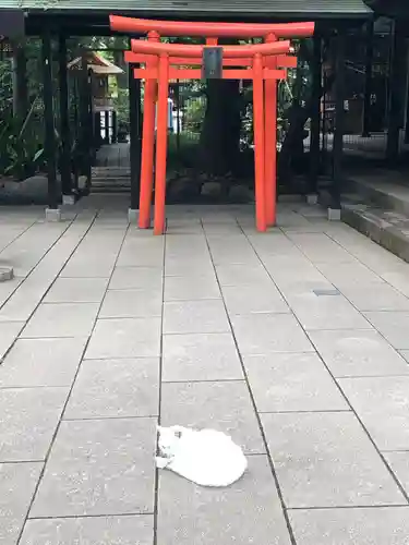 愛宕神社の動物