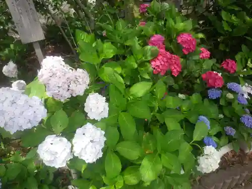 御霊神社の自然