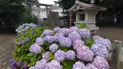 千住神社の自然