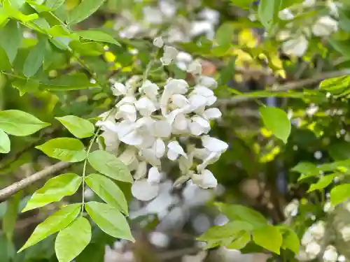 太巌寺（ふじの寺）(三重県)