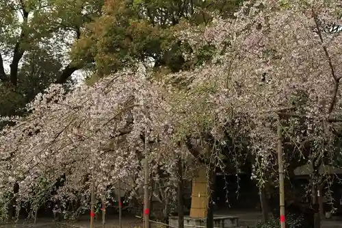 水無瀬神宮の自然