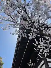 妙顯寺（妙顕寺）(京都府)