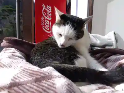 御誕生寺（猫寺）(福井県)