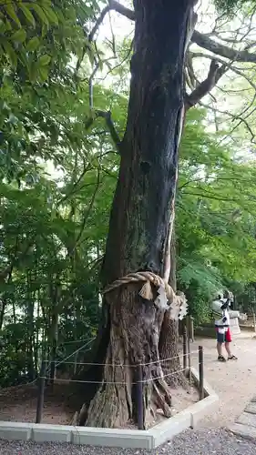 常陸國總社宮の自然