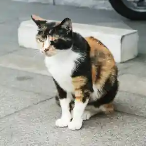 くまくま神社(導きの社 熊野町熊野神社)の動物(2021年06月22日(火) 19時04分02秒投稿)