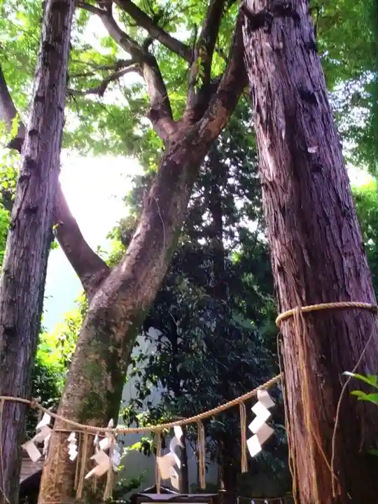 くまくま神社(導きの社 熊野町熊野神社)(東京都)