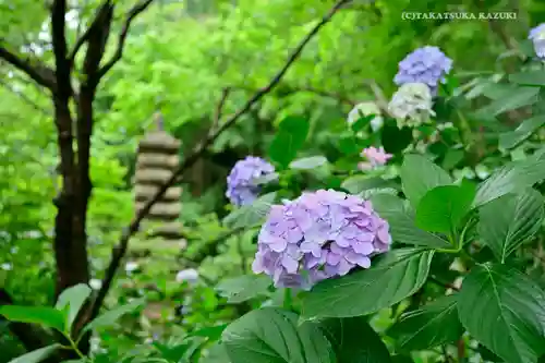 高幡不動尊　金剛寺の自然