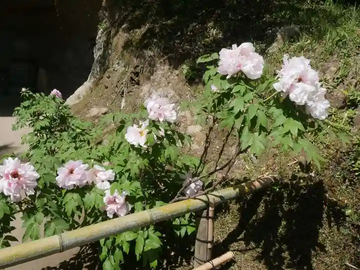 長壽寺(長寿寺)の自然