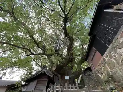 楠稲荷神社の自然