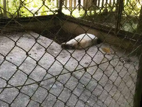 和気神社の動物