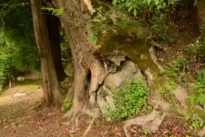 栗枝渡神社(徳島県)