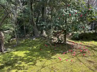 浄住寺の{uncategorized: "未分類", other: "その他", undefined: "問題あり", building: "その他建物", grave: "お墓", sacred_gate: "鳥居", guardian: "狛犬", statue: "像", buddha: "仏像", history: "歴史", nature: "自然", garden: "庭園", animal: "動物", pagoda: "塔", temizu: "手水舎", mountain_gate: "山門・神門", sanctuary: "本殿・本堂", subordinate: "末社・摂社", art: "芸術", scenery: "景色", jizo: "地蔵", ema: "絵馬", goshuin: "御朱印", omikuji: "おみくじ", items: "授与品その他", amulet: "お守り", goshuincho: "御朱印帳", eats: "食事", festival: "お祭り", votive_dance: "神楽", shichigosan: "七五三参", wedding: "結婚式", experience: "体験その他", initially: "初詣", around: "周辺", anti_infection: "感染症対策"}