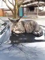 前玉神社の動物