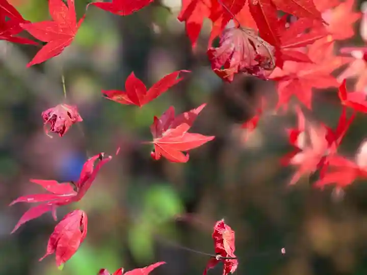 武田神社の自然