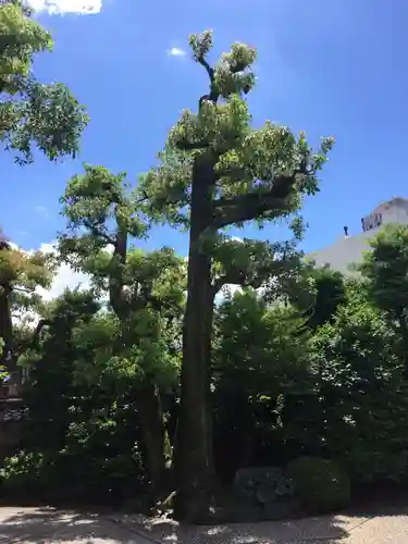 白林禅寺、白林寺の自然
