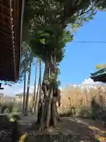 茶畑浅間神社(静岡県)