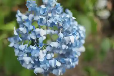 八宮神社(埼玉県)