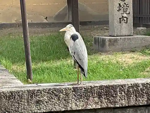 東寺（教王護国寺）の動物