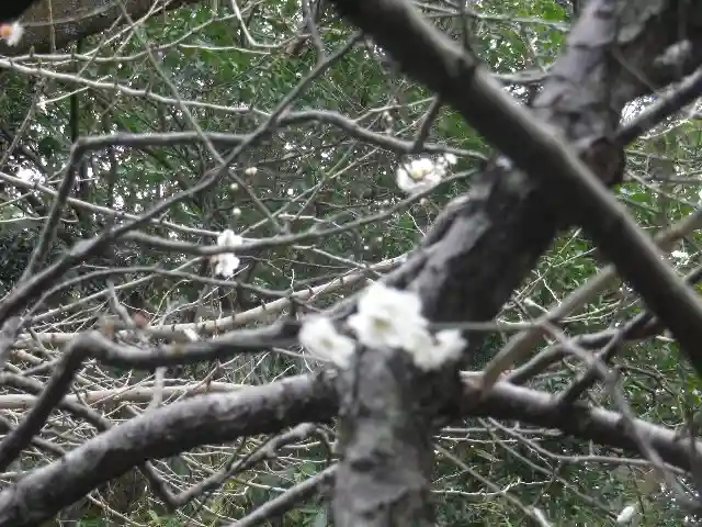 安國論寺(安国論寺)の自然