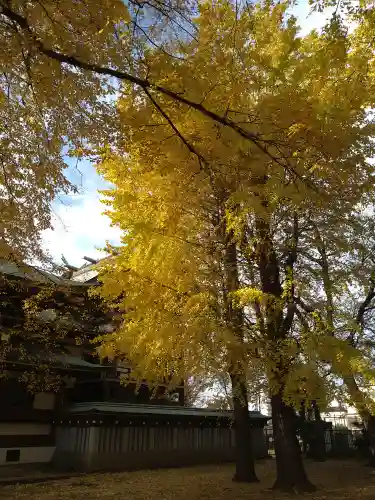 諏訪神社の自然