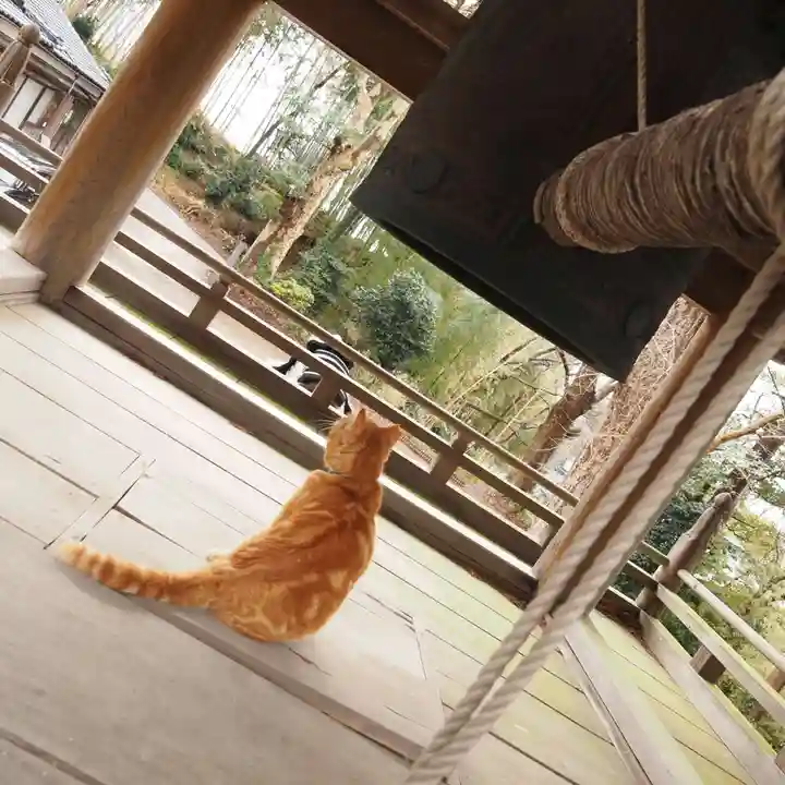天王山 安楽寺の動物