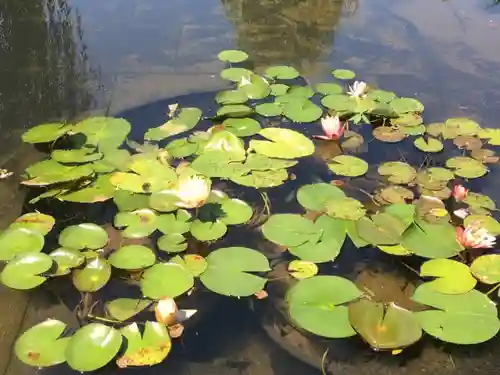 伏見稲荷神社の自然