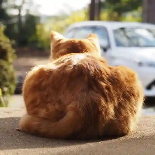 天王山 安楽寺(福井県)