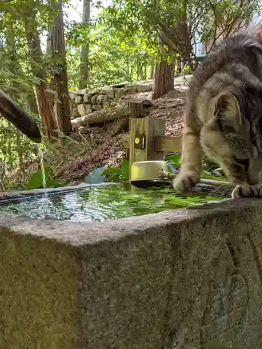 玉野御嶽神社の動物